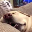 vampirevshunk
