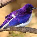 songbird9498