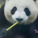 ihugmypandai.