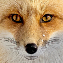 fangwei2007337's Avatar