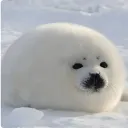wot_f9n avatar