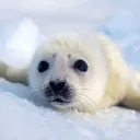 Seal on Ice