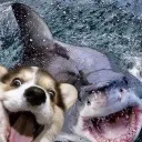 sharkbreeder