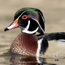 avatar Gabriel Silva Pato #032