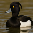 avatar Gabriel Silva Pato #032