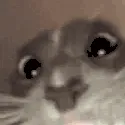 fxresttlive