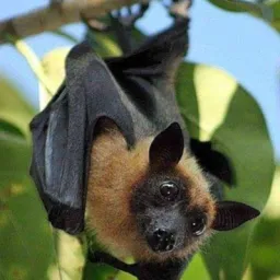 thelight288's Avatar