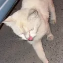 stockym