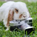 ninjabunny