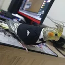 oppexls