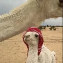 79kd