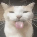 belungaxd