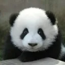joylander_panda