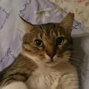 mamixd41