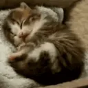 tobincha