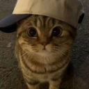 muffin_loves_cats
