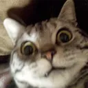 jiikko