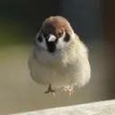 chromadev