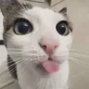 mistercatperson
