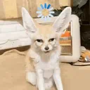 bedwaa