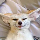 bedwaa