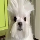 nosewuetranquilo
