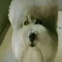 themustardgas avatar