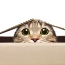 neko.womp.womp