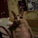 avatar Конь Челыга