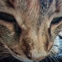 ddanipea's profile picture