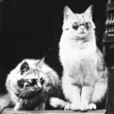 chiruschka