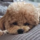 kore_video