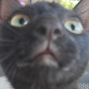 avatar 𝐲𝐚𝐧𝐠⋆.ᐟ
