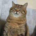 avatar yang ⋆.𐙚˚