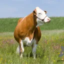 orarja76