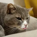 Аватар kapibara5864