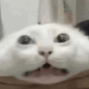 vyltsi
