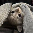avatar 아무거ㅅ듀몰라메롱
