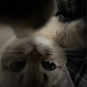 avatar 섹시래퍼메롱뽀뽀