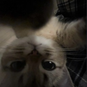 avatar 섹시래퍼메롱뽀뽀