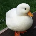 duckduck3rd