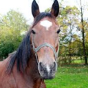 avatar newyearseriff