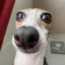 greninral avatar