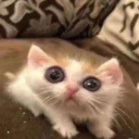 1538278117813's Avatar