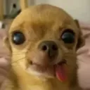 liveced