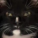 lordsadcat