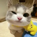 ytnarquizin
