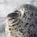 offcfredoxy
