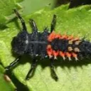 bug096677