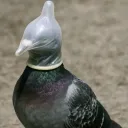 Аватар gooki_fily